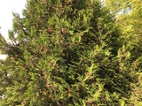 Tuja (Thuja occidentalis)