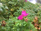 Rynkerose (Rosa rugosa)