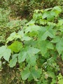 Platanlønn (Acer pseudoplatanus)