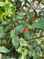 Bulkemispel (Cotoneaster bullatus)