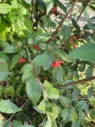 Bulkemispel (Cotoneaster bullatus)