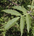 Rødhyll (Sambucus racemosa)