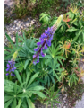 Hagelupin (Lupinus polyphyllus)