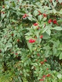 Bulkemispel (Cotoneaster bullatus)