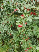 Bulkemispel (Cotoneaster bullatus)