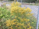 Kanadagullris (Solidago canadensis)