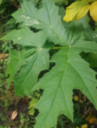 Kjempebjørnekjeks (Heracleum mantegazzianum)