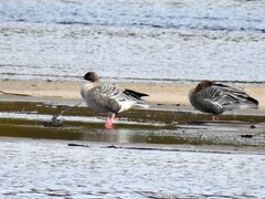 Pink-footed Goose (Anser brachyrhynchus)