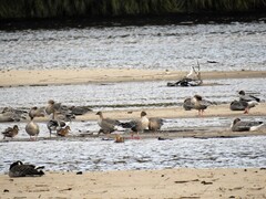 Pink-footed Goose (Anser brachyrhynchus)