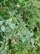 Bulkemispel (Cotoneaster bullatus)