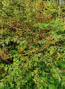 Bulkemispel (Cotoneaster bullatus)