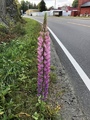 Hagelupin (Lupinus polyphyllus)