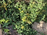 Kanadagullris (Solidago canadensis)