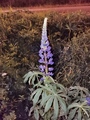 Hagelupin (Lupinus polyphyllus)