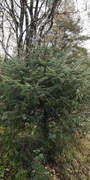 Sitkagran/lutzgran (Picea sitchensis/×lutzii)