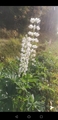 Hagelupin (Lupinus polyphyllus)