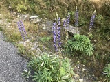 Hagelupin (Lupinus polyphyllus)