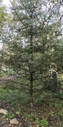 Sitkagran/lutzgran (Picea sitchensis/×lutzii)