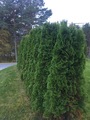 Tuja (Thuja occidentalis)