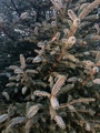 Sitkagran/lutzgran (Picea sitchensis/×lutzii)