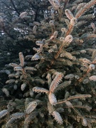 Sitkagran/lutzgran (Picea sitchensis/×lutzii)