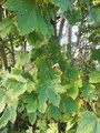 Platanlønn (Acer pseudoplatanus)