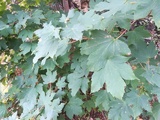 Platanlønn (Acer pseudoplatanus)