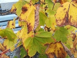 Platanlønn (Acer pseudoplatanus)