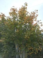 Platanlønn (Acer pseudoplatanus)