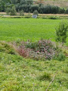 Kjempespringfrø (Impatiens glandulifera)