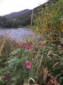 Kjempespringfrø (Impatiens glandulifera)