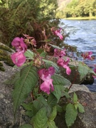 Kjempespringfrø (Impatiens glandulifera)