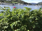 Rynkerose (Rosa rugosa)