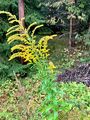 Kanadagullris (Solidago canadensis)