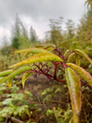 Rødhyll (Sambucus racemosa)