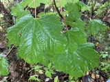 Platanlønn (Acer pseudoplatanus)