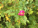 Rynkerose (Rosa rugosa)