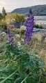 Hagelupin (Lupinus polyphyllus)