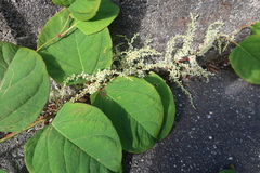 Parkslirekne (Reynoutria japonica)