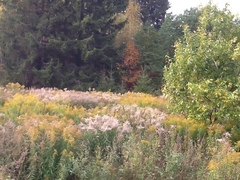 Kanadagullris (Solidago canadensis)