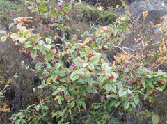 Bulkemispel (Cotoneaster bullatus)