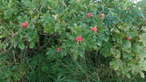 Rynkerose (Rosa rugosa)