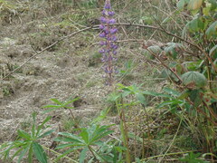 Jærlupin (Lupinus perennis)