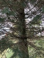 Sitkagran/lutzgran (Picea sitchensis/×lutzii)