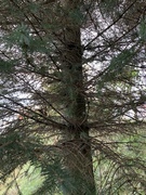 Sitkagran/lutzgran (Picea sitchensis/×lutzii)
