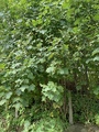 Platanlønn (Acer pseudoplatanus)