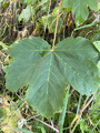 Platanlønn (Acer pseudoplatanus)