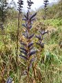 Hagelupin (Lupinus polyphyllus)