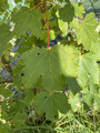 Platanlønn (Acer pseudoplatanus)