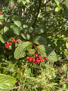 Bulkemispel (Cotoneaster bullatus)